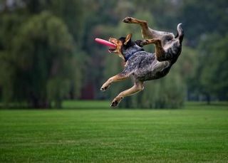 Hund som fångar en frisbee