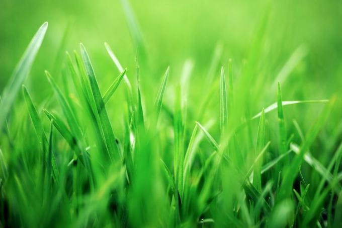 bästa tiden-att-planta-gräsfrö-realsimple-GettyImages-520320076